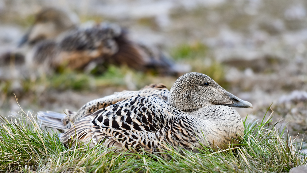 Comon Eiderduck