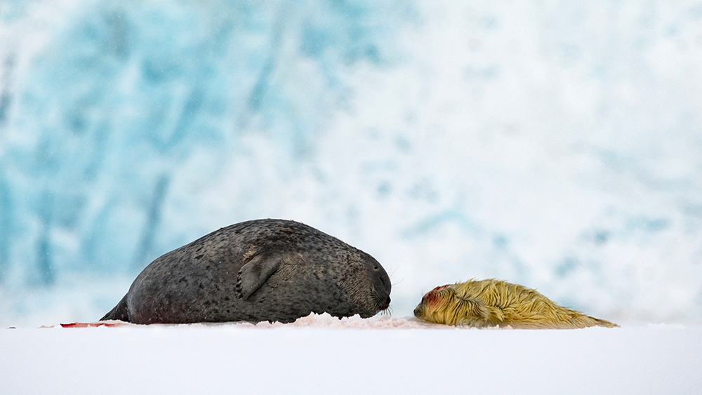 Ringseal and cub