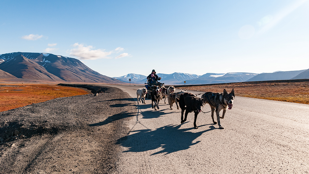 Dogsledding on wheels