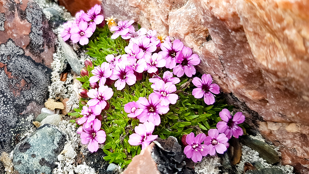 Flower in Svalbard