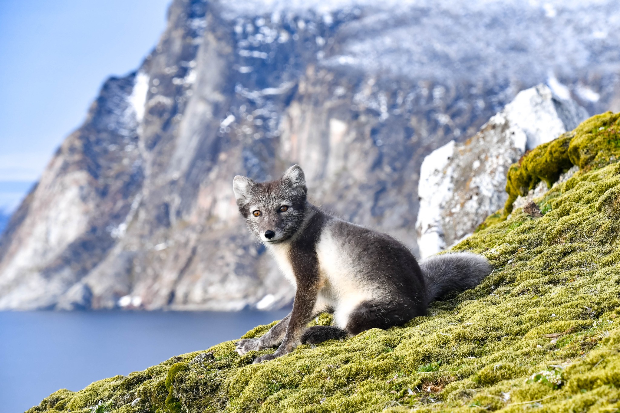Polarfox in its summer coat