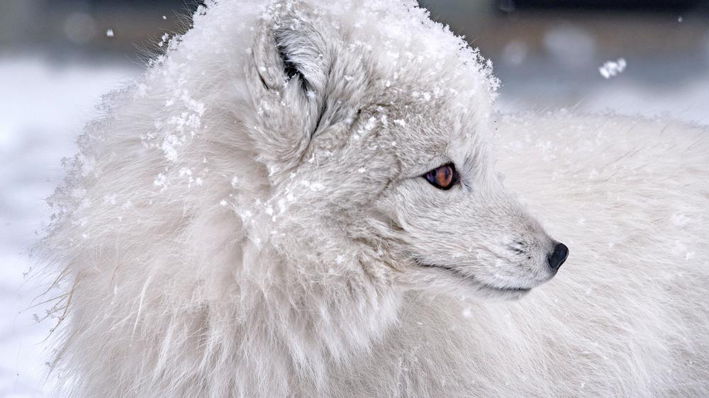 Der Polarfuchs-2