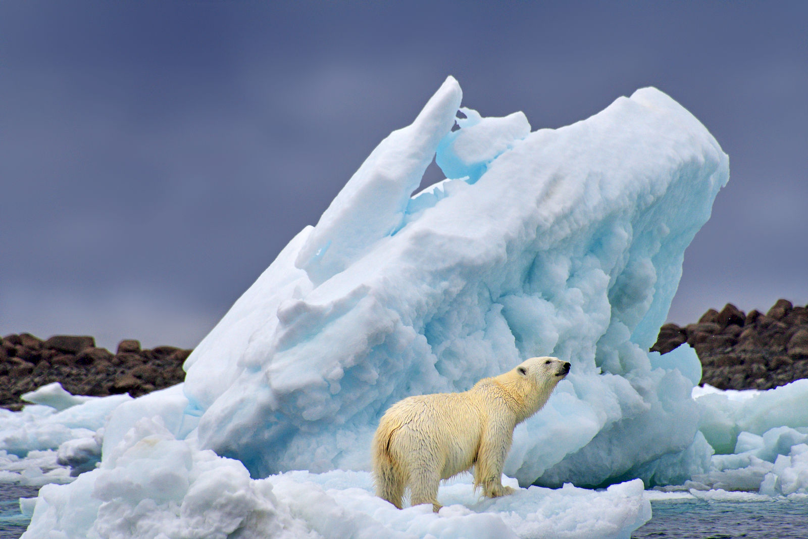 Eisbär vor Eisberg