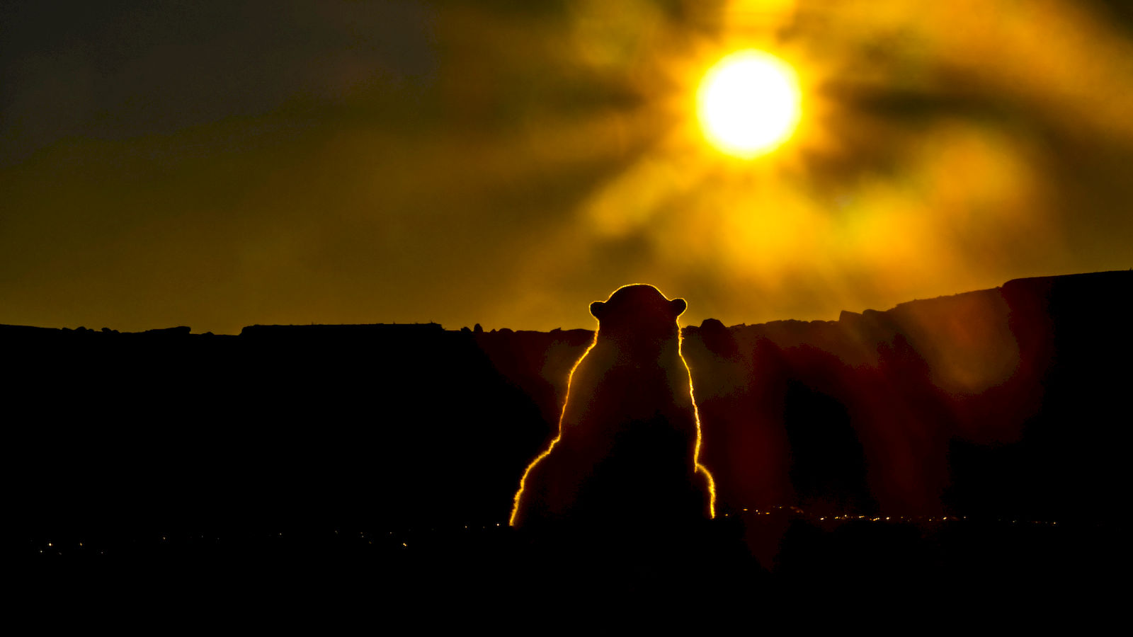 Eisbär schaut Sonnenuntergang