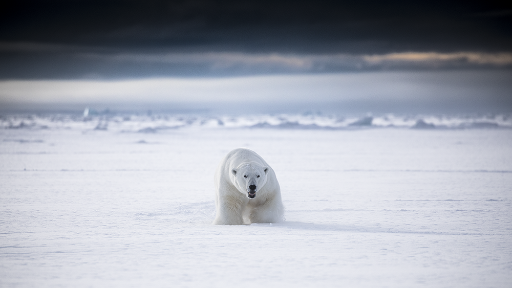 Polar Bear