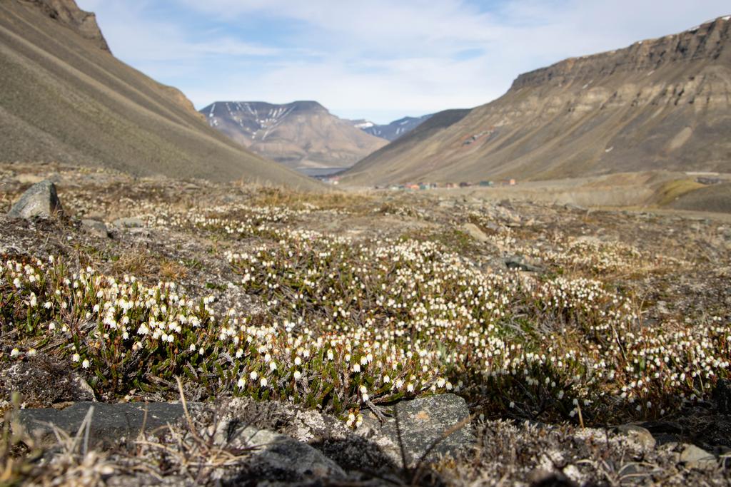 Plants around Longyearbyen