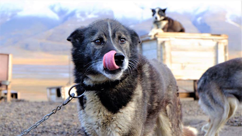 Svalbard Husky