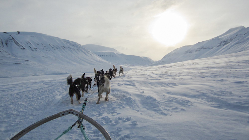 Doglsedding trip in Svalbard