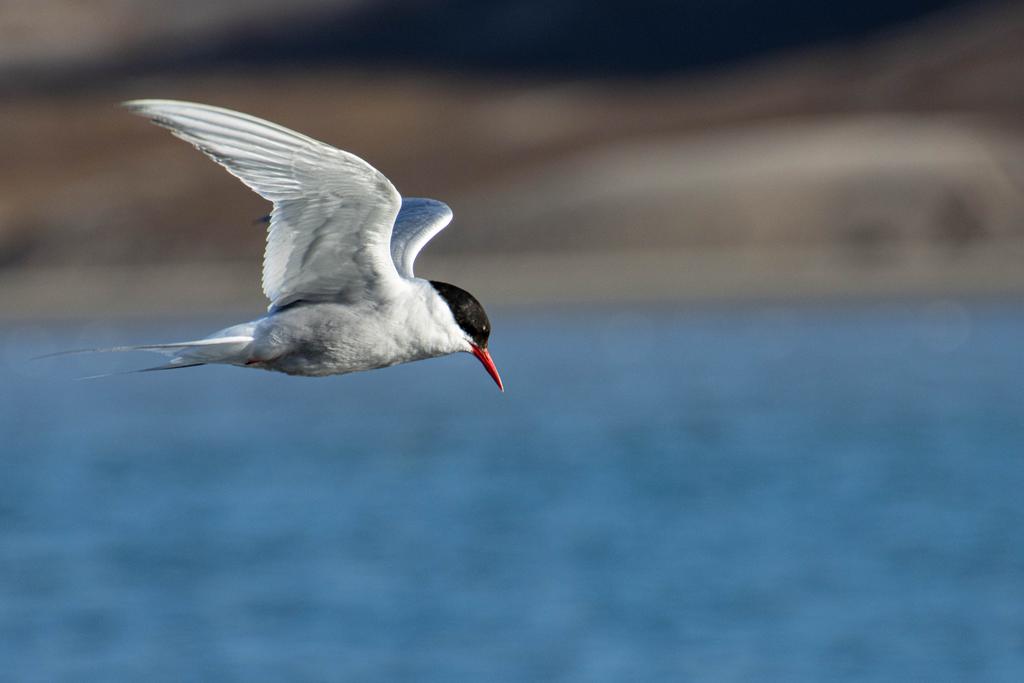Arctic tern Svalbard