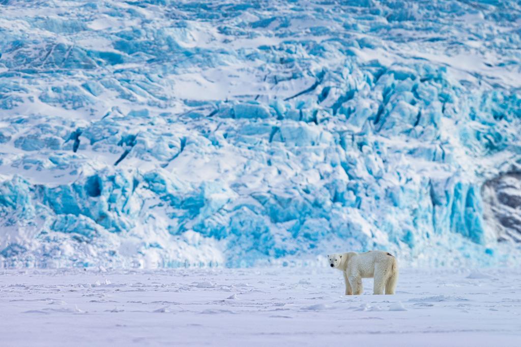 Polar bear in front of a glacier wall