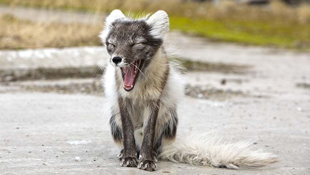 Polarfuchs