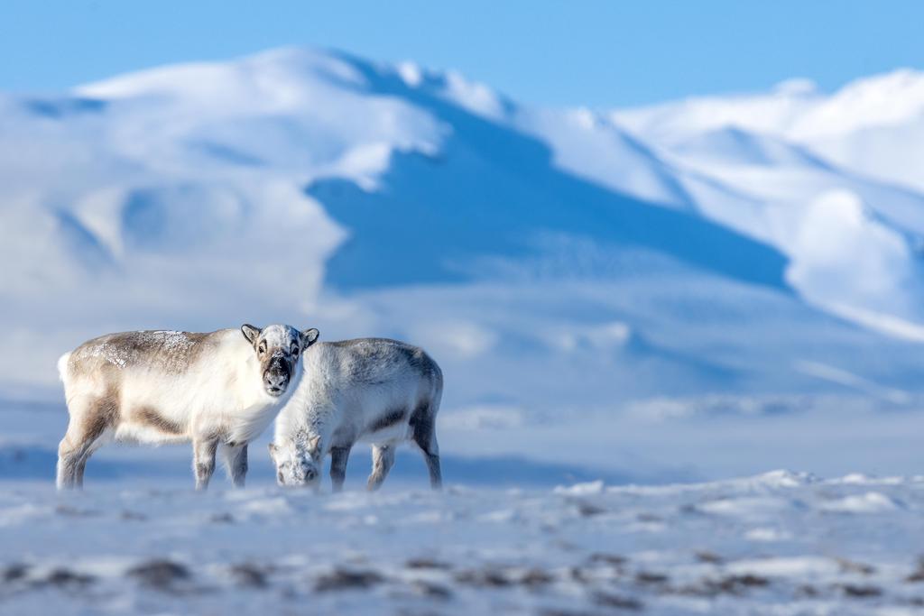 Reindeers in winter
