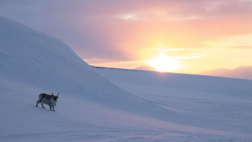 Reindeer in the snowy landscape in the sunshine