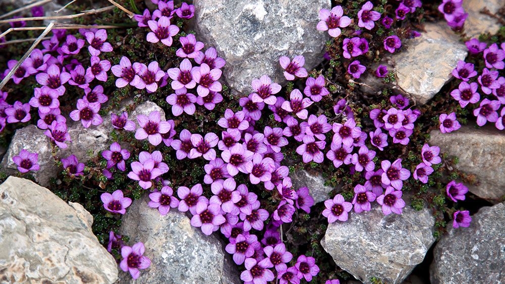 Flora in Svalbard