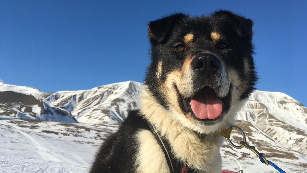 Svalbard Husky Travellers
