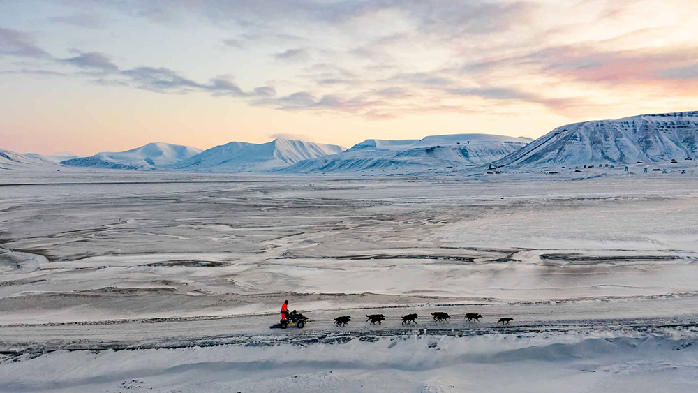 Doglsedding trips in Svalbard