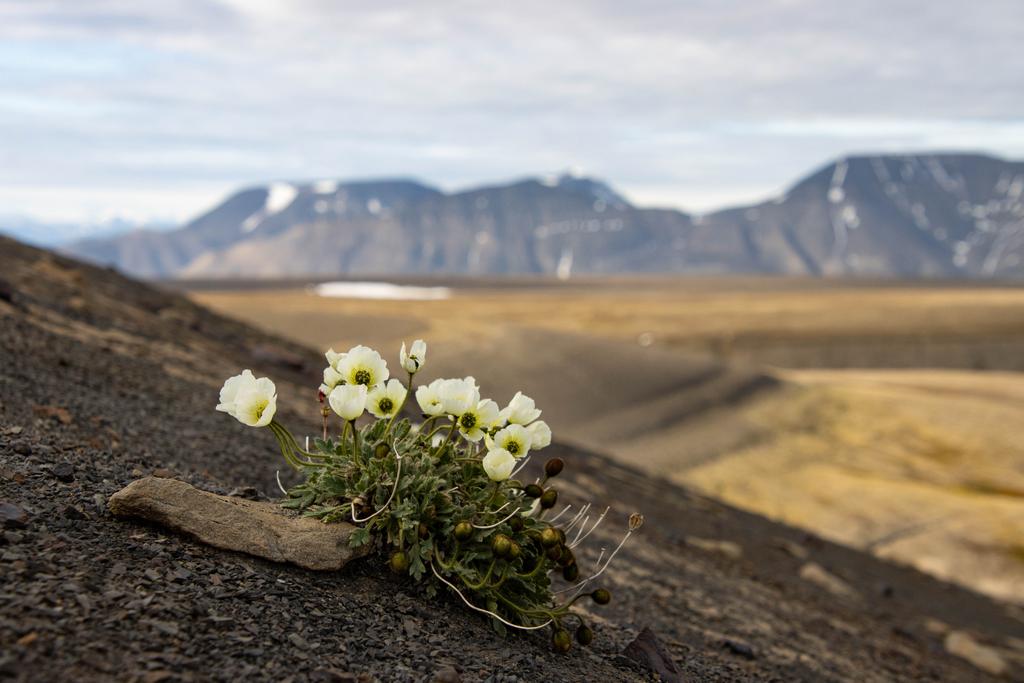 Svalbard Poppy
