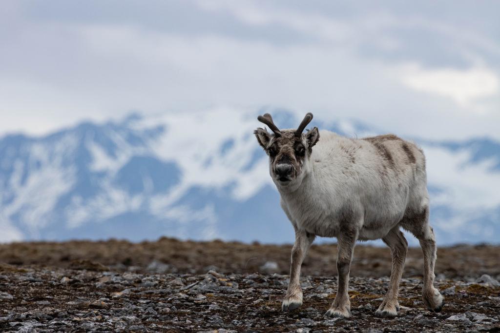 Svalbard reindeer