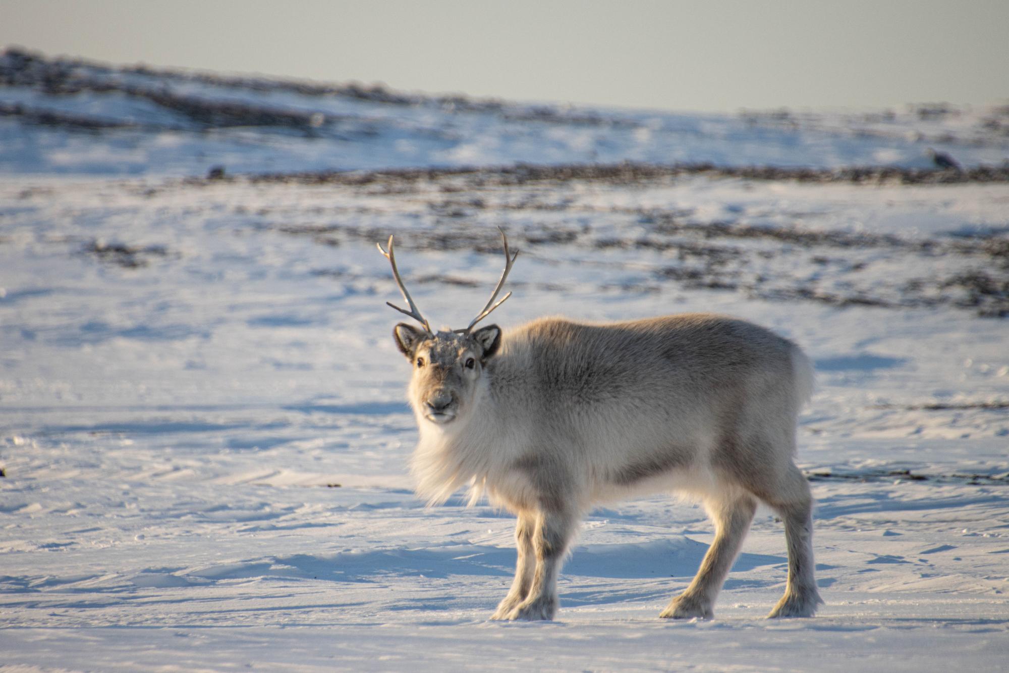 Svalbard reindeer