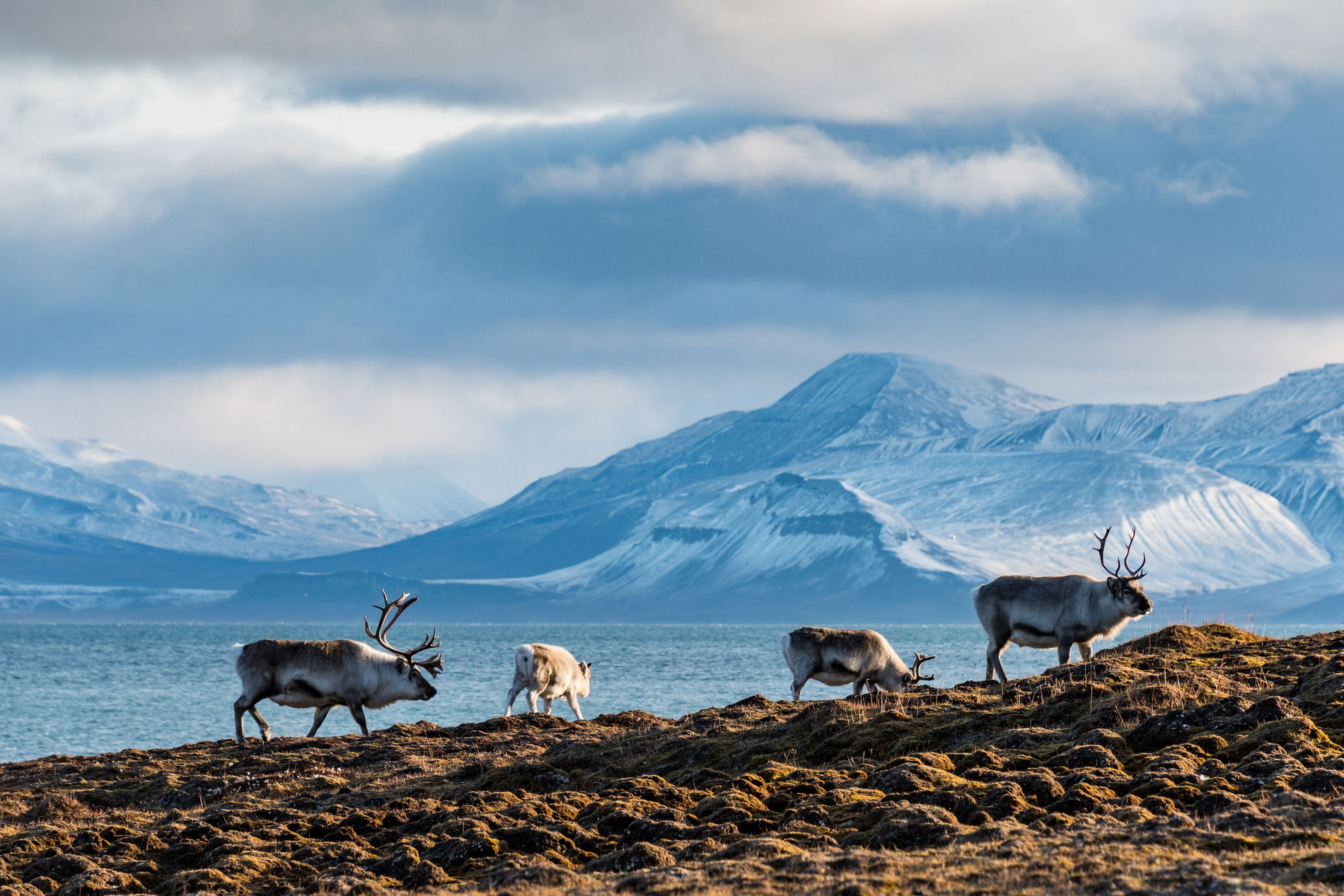 Reindeers on Svalbard