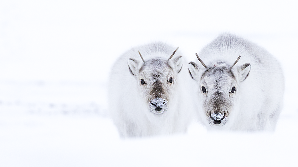Svalbard Reindeer