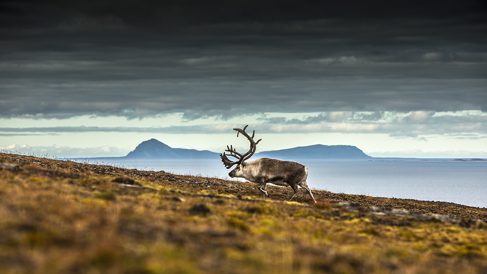 Svalbard Reindeer by Barentsburg