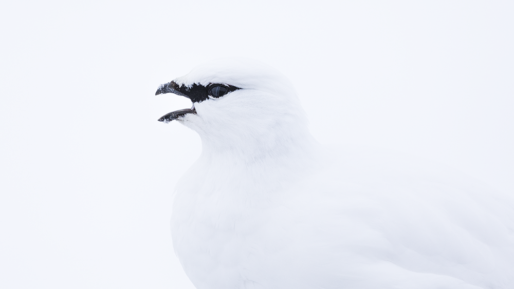 Svalbard Ptarmigan