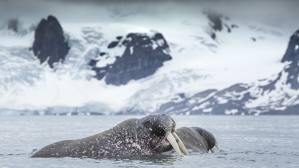 Walrus by Sarstangen